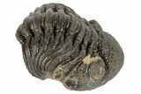 1.25" Wide, Enrolled Morocops Trilobite - Morocco - #190558-1